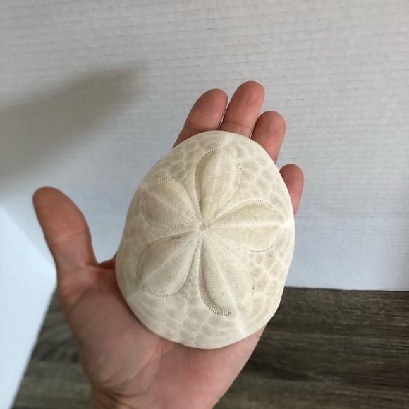 Large White Coastal Sand Dollar - Picture 7 of 9